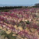 2025 섬 홍매화축제 이미지