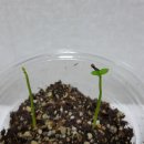 아라사우나 이미지