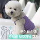 훈동물병원 | 연산의 가족, 주먹밥 보호자님의 후기 :: 좌동 동물병원