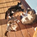 대감주유소 이미지