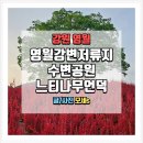 혼자 걸어도 좋은 영월 강변저류지 수변공원 느티나무 언덕 산책