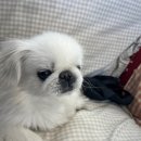 멍그니엘 애견호텔 서울강동점 이미지