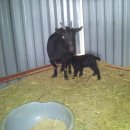 가산흑염소 이미지