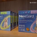 베스트 프렌즈 동물병원 | 평택동물병원 베스트프렌즈 동물병원 신뢰할 수 있는 동물병원