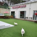 썸바디독스 파주분점 이미지