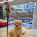 플랜멍 강아지분양 포항점 이미지