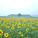 연천 호로고루 성지 해바라기 축제가 열리고 있습니다,- 적성 양산박 한우마을 이미지