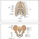 제2천추 이하의 천골, 미골[미골의 기형은 골절이나 탈구로 방사선 검사로 측정한 각(角) 변형이 70° 이상 남 은 상태] 이미지