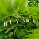 수림농장 이미지