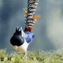 수여성복