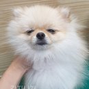 간지나개 이미지