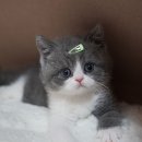 광주 고양이 분양 냥블리 광주점 이미지