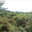 화의목장 이미지