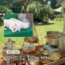 경기도 안성시 삼죽면사무소 | [안성 카페] 풍산개가 있는 카페 풍사니랑 l 경기도 근교 카페 추천 l 메타세콰이어길
