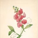 스위트피(sweetpea) 이미지