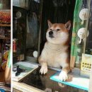 어서오개 이미지