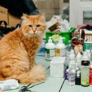 캐나다동물병원 이미지