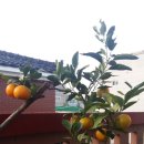 백호카센터 이미지