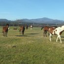 새삼목장 이미지