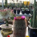 동읍1173 이미지