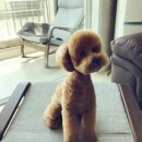 더뷰티독