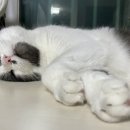 안동타이 이미지