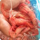 독도꽃새우 이미지