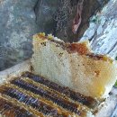 박진옥농장 이미지