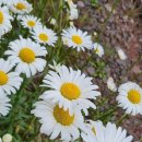 엔젤어린이집 이미지