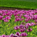 양귀비 - 군산시 중앙로 80-14 | 양귀비