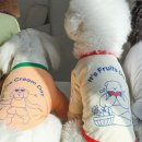 오브벨유 이미지