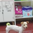 뿌리네 애견샵 이미지