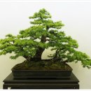 분재전시회 이미지