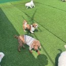 멍머니 2호점 | 제물포 멍머니2호점 호텔링 후기: 우리 호두 첫 독립기(?)