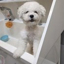 피카소 동물병원 미용 | [송파구 동물병원] ✂️비숑 스포팅 미용 + 🛁아로마 스파 후기 | 깔끔하고 귀엽게 변신한 비숑 미용