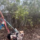 꽃길걷개 이미지