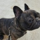 에이스 켄넬 이미지