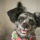 토리