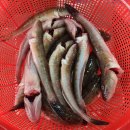 12월15일.활(방어,숭어,운저리),민어,덕자,참조기,먹갈치,눈뽈,반어,참돔,딱돔,나막스,갑오징,암치홍어,동백하,문어,돌게,대하,대하살 이미지