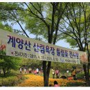 울동네축제 Daum카페
