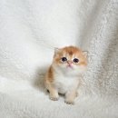 둔포면 윤보선로450번길 | 3월생 골드 브리티쉬 숏헤어 남아 가족을 찾아요