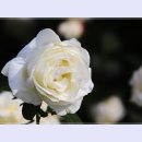 곡성-086 이미지