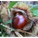 정안밤톨이정보화마을 이미지