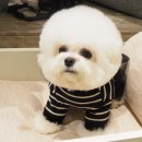 황금켄넬 이미지