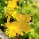 봄나들이 이미지