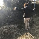 표선리-18 이미지