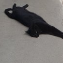 초코루체