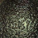 만능효소 이미지