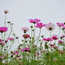 코스모스드림 이미지