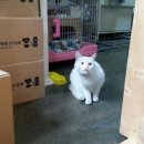 갱스터 도그 이미지